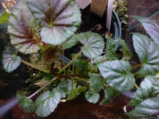 B. ‘bartonea (Hort.)’